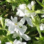 Botanical Name