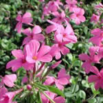 Phlox stolonifera 'Home Fires'