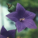 Platycodon grandiflorus 'Misato Purple' 