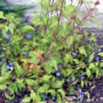 Plumbago larpentae