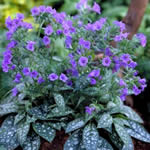 Pulmonaria longifolia 'E.B. Anderson'
