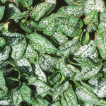Pulmonaria officinalis 'Sissinghurst White'