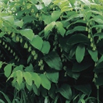 Polygonatum multiflorum 