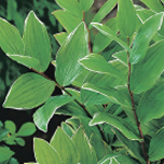 Polygonatum falcatum 'Variegatum'