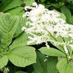 Rodgersia aesculifolia 