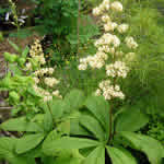 Rodgersia henrici hybrids 