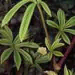 Rodgersia pinnata 