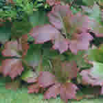 Rodgersia pinnata 'Elegans' 