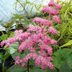 Rodgersia sambucifolia 