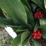 Rohdea japonica 