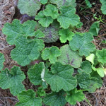 Rubus pentalobus (R. calycinoides)