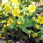 Rudbeckia maxima