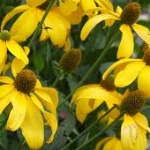 Rudbeckia nitida ‘Herbstsonne’ 