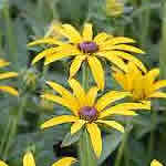 Rudbeckia var. deamii