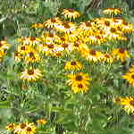 Rudbeckia subtomentosa