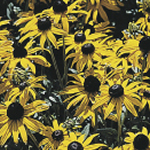 Rudbeckia fulgida'Goldsturm’ 