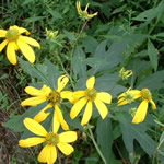 Rudbeckia lanciniata 'Goldquelle'