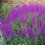 Salvia nemorosa (S. Superba)