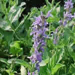 Salvia nemorosa (S. Superba) ‘Blauhügel’