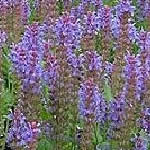 Salvia nemorosa (S. Superba) ‘Blaukönigin’