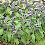 Salvia officinalis
