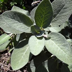 Salvia officinalis 'Berggarten'