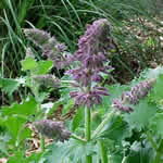 Salvia verticillata 'Purple Rain'