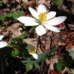 Sanguinaria canadensis