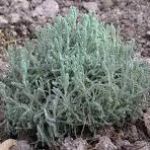 Santolina chamaecyparissus (S. incana)