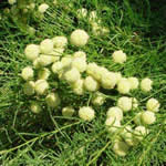 Santolina rosmarinifolia (S. virens)