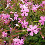 Saponaria lempergii 'Max Frei'