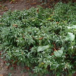 Sarcococca hookeriana var. humilis