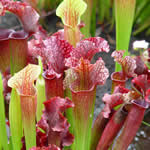 Sarracenia purpurea