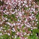 Saxifraga x urbium (s. umbrosa)