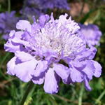 Scabiosa columbaria 'Butterfly Blue'