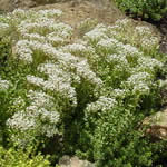Sedum album 'Murale'