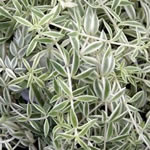 Sedum lineare 'Variegatum'