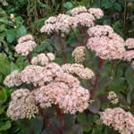Sedum 'Matrona'