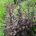 Sedum 'Mohrchen'