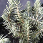 Sedum reflexum 'Blue Spruce' 