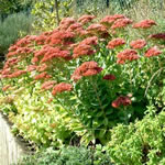 Sedum spectabile 'Carmen'