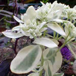Sedum spectabile 'Frosty Morn' 