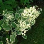 Sedum spectabile 'Neon'