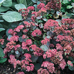 Sedum 'Vera Jamison'