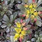 Sedum kamtschaticum 'Variegatum'