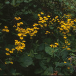 Senecio aureus