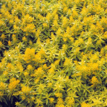Solidago x 'Little Lemon' PP 