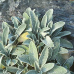 Stachys byzantina (S. olympica)