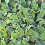 Stachys byzantina 'Helene von Stein'