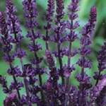 Salvia nemorosa (S. Superba) ‘Caradonna' 